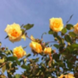 Meet your Posher, Katherinemscott